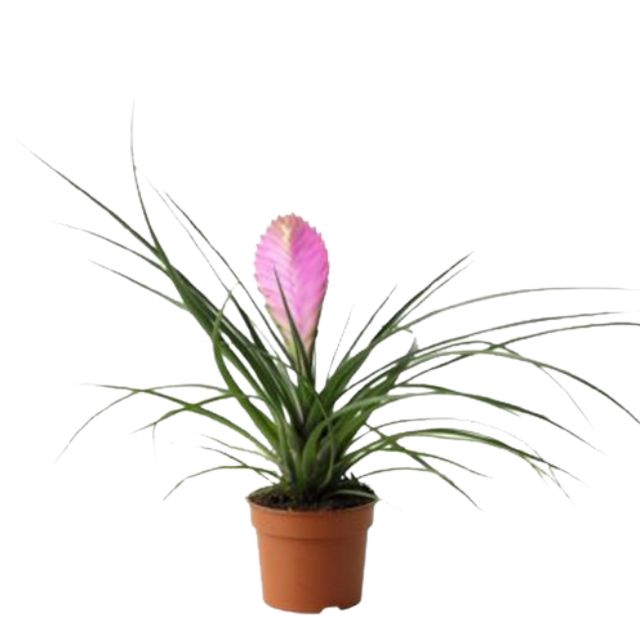 Tillandsia Cyanca Ø9 H20