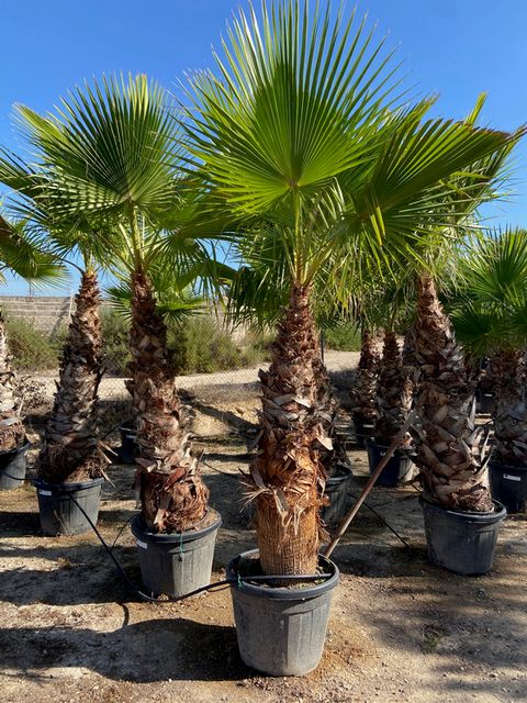 Washingtonia Robusta