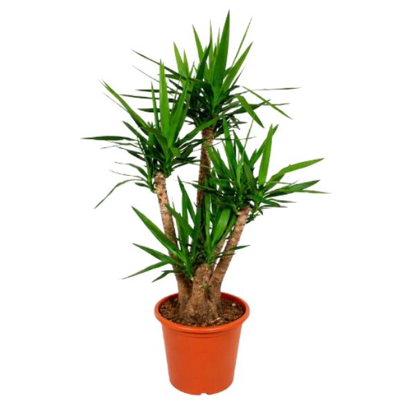 Yucca Elephantipes Forgrenet