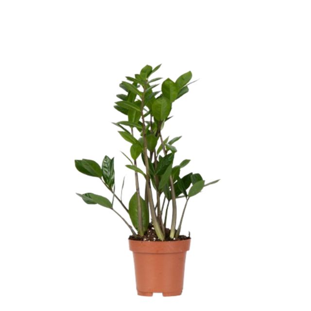 Zamioculcas Zamiifolia