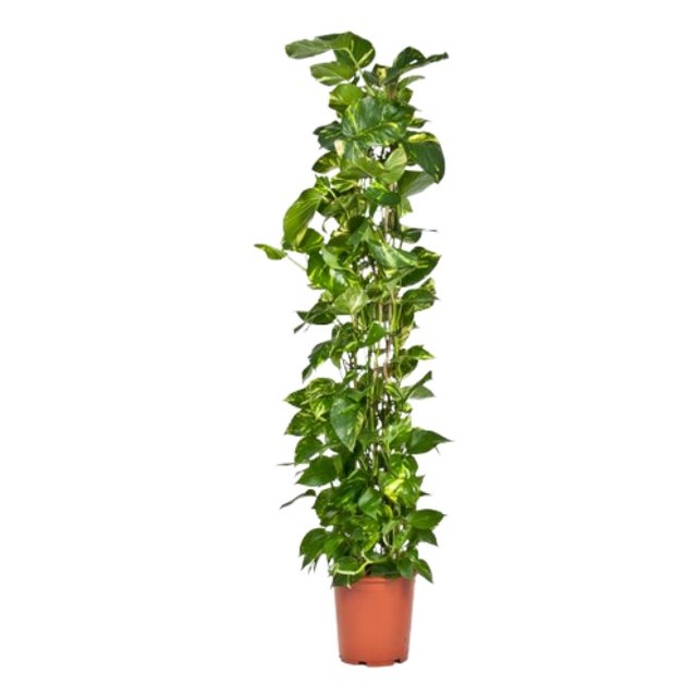 Epipremnum Pinnatum På Rør