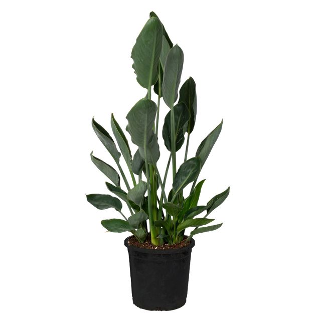 Strelitzia Reginae