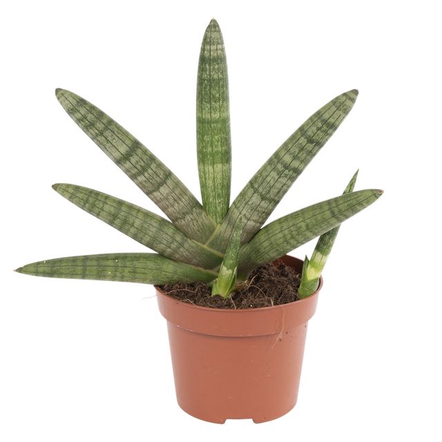 Sansevieria Cylindrica, Motum Kenya Ø12 H25