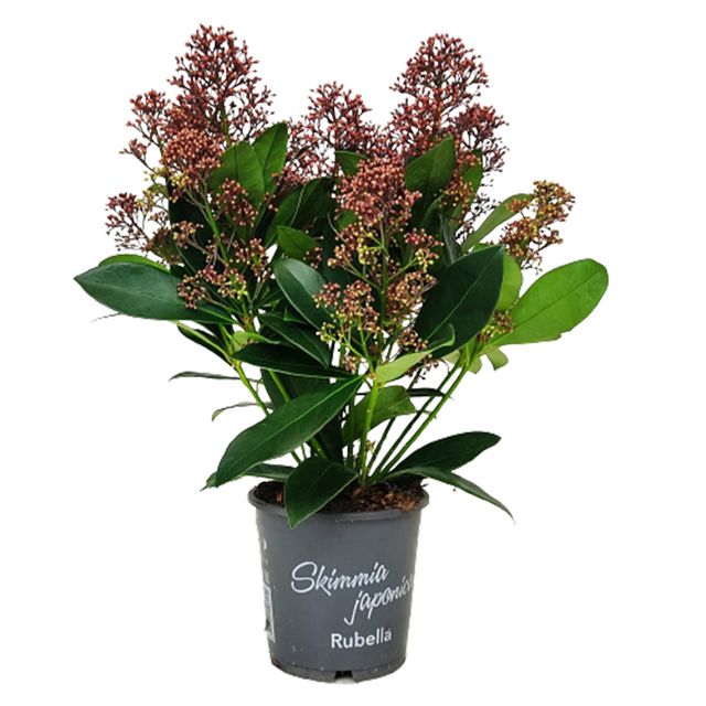Skimmia Japonica Rubella