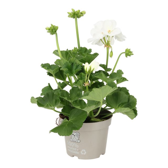 Pelargonium Zonale Hvid