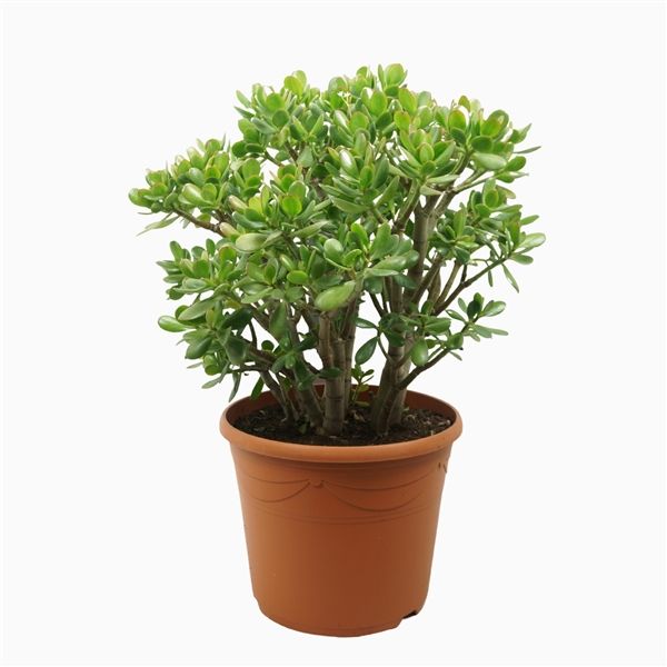 Crassula Moneytree