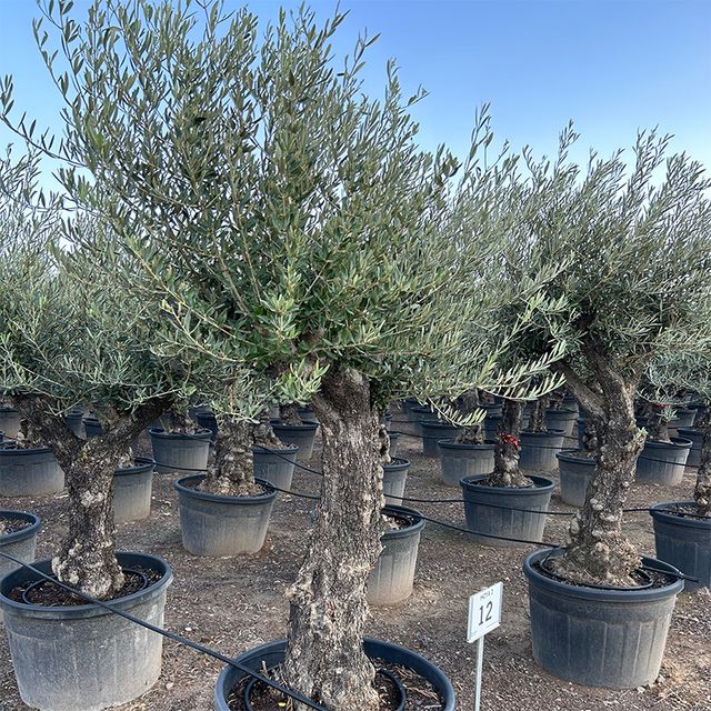 Olea Europaea Opst. Forgrenet