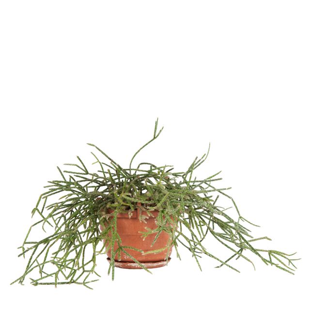 Rhipsalis Prismatica Ø10,5 H15 