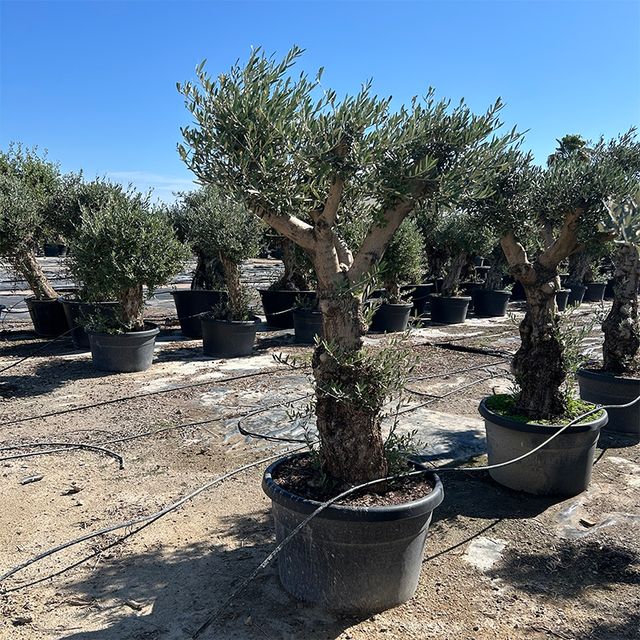 Olea Europaea Opst. Forgrenet