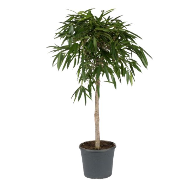 Ficus Binnendijkii 'Alii' Opst.