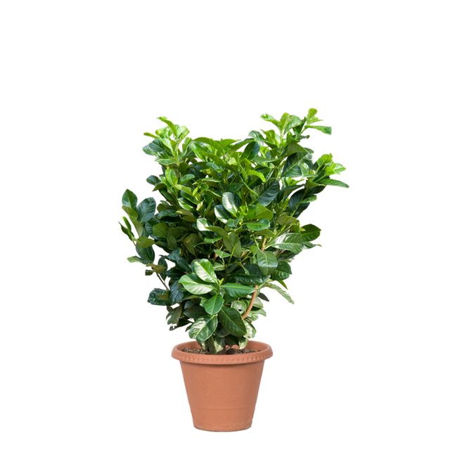Prunus Laurocerasus Etna Busk