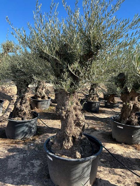 Olea Europaea Bonsai