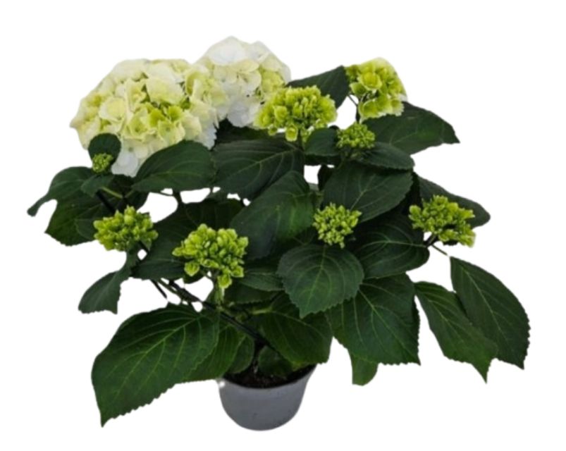 Hydrangea Macrophylla Hvid