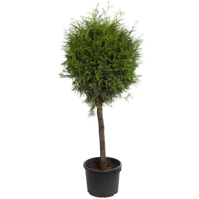 Thuja Occidentalis Brabant Opst. Ø28 H120