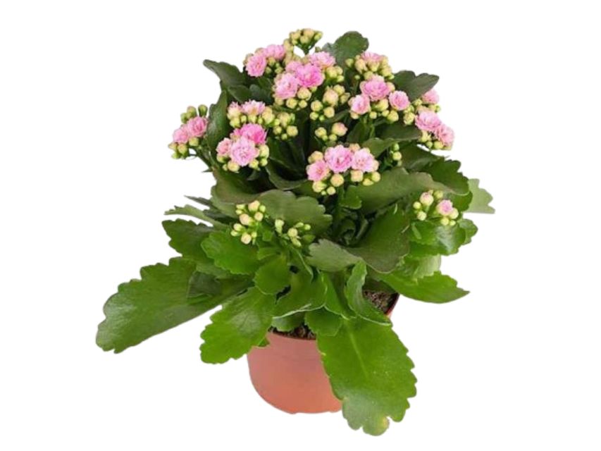 Kalanchoë Lyserød Ø10,5 H20