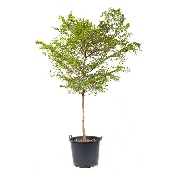 Buchida Buceras 'Sort Oliven' Opst.