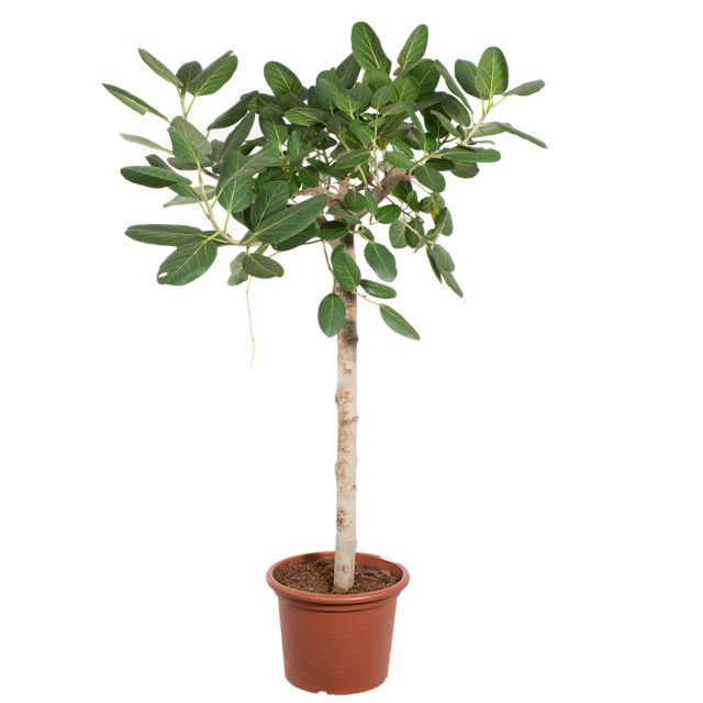 Ficus Benghalensis Audrey Opst.