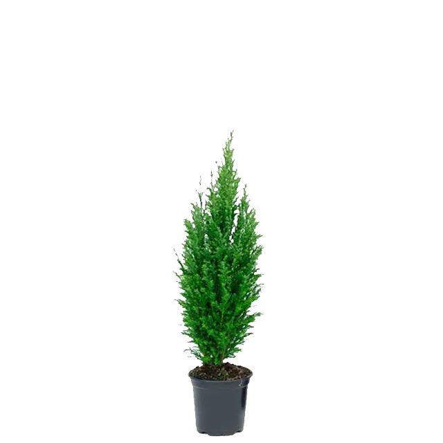 Chamaecyparis Lawsoniana 'Elwoodii'