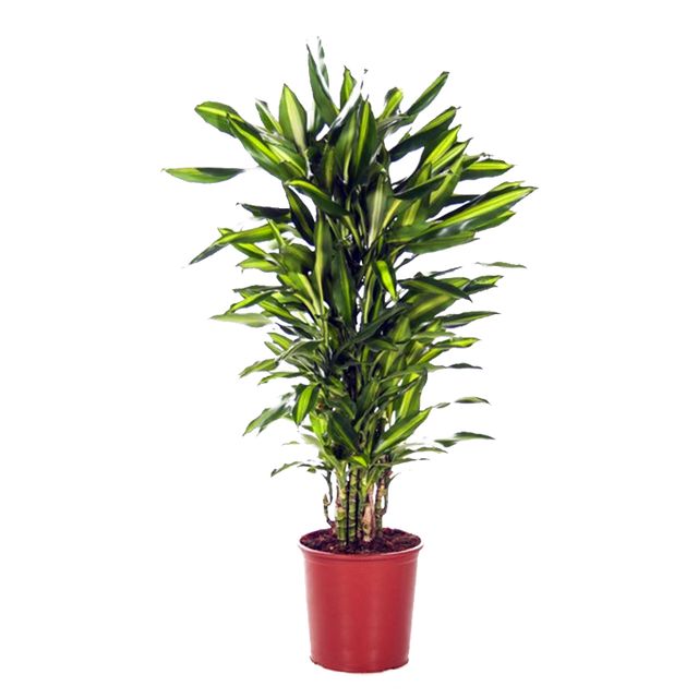 Dracaena Cintho Forgrenet