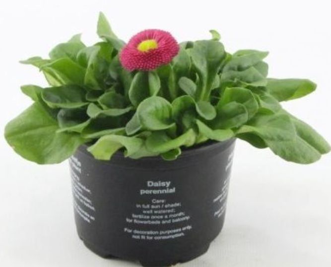 Bellis Perennis Ø10,5