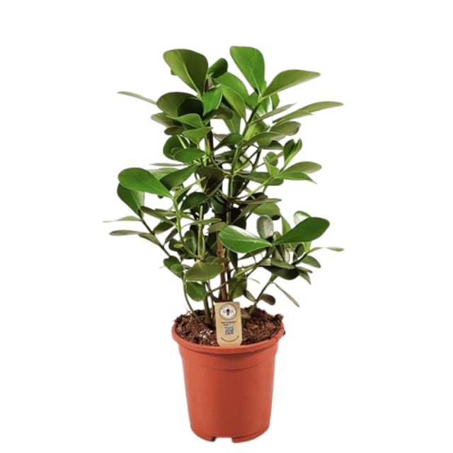 Clusia Rosea Green Magic 3 Pp Ø27 H65