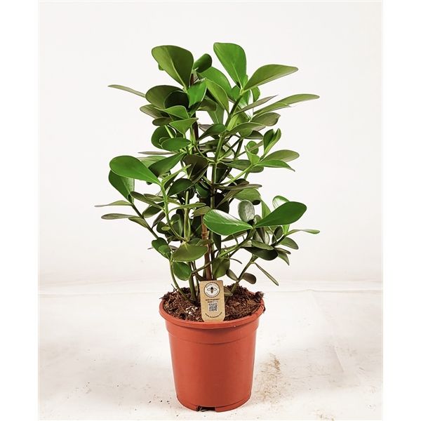 Clusia Rosea Green Magic 3 Pp Ø27 H65