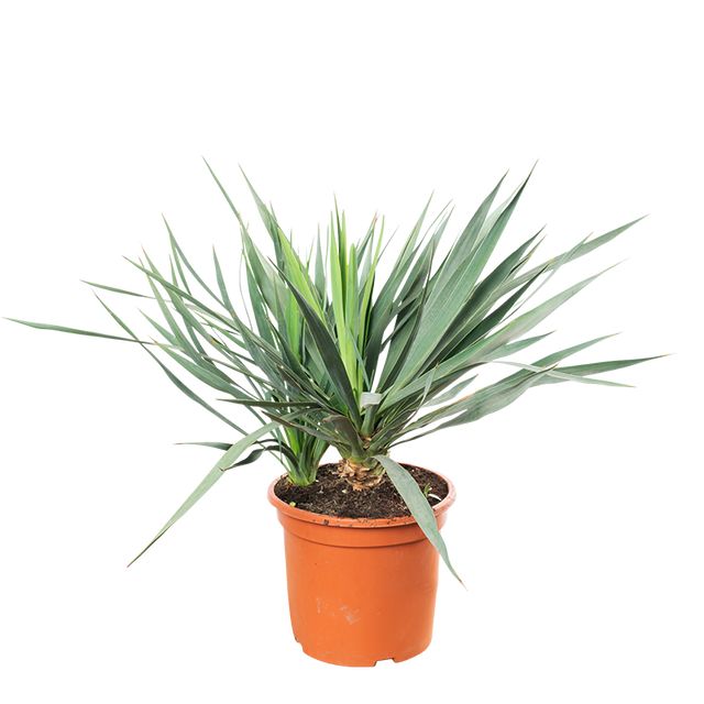 Yucca Gloriosa Ø24 H70