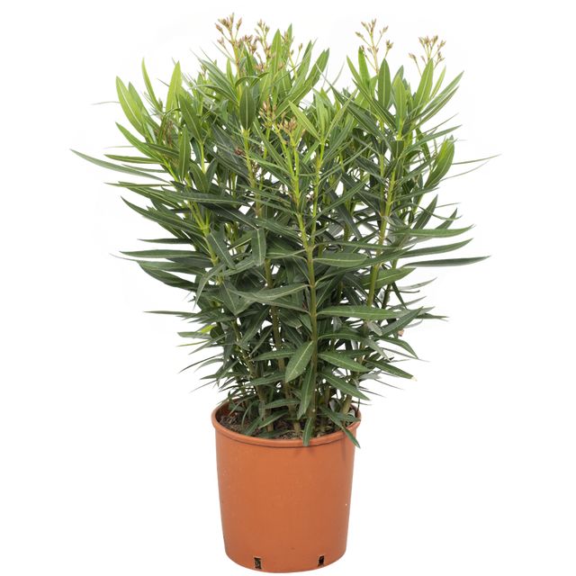 Nerium Oleander Busk