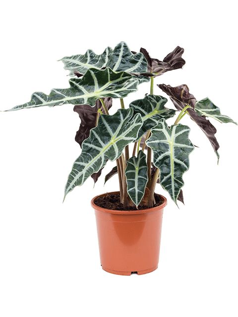 Alocasia Amazonica Ø24 H70