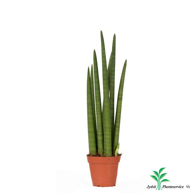 Sansevieria Cylindrica 'Straight'