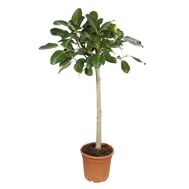 Ficus Benghalensis Audrey Opst.