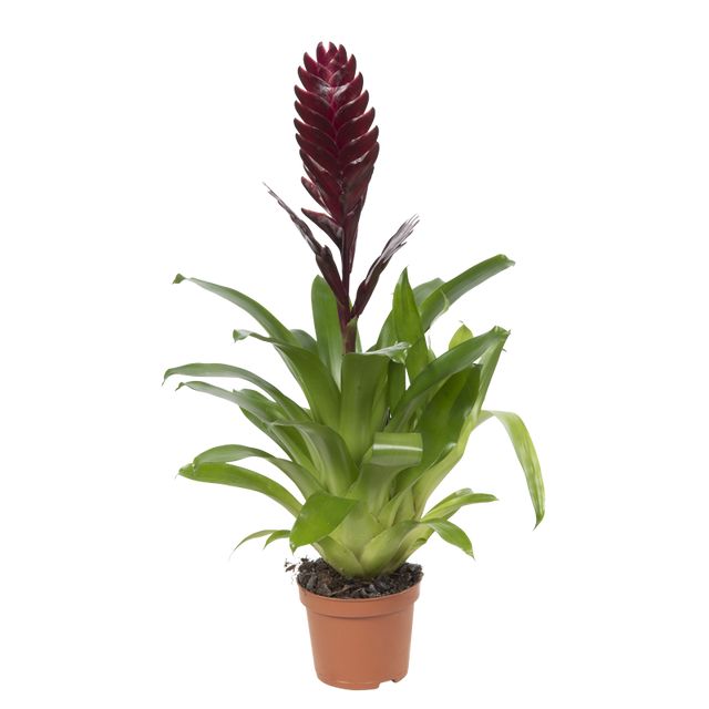 Vriesea Bordeaux