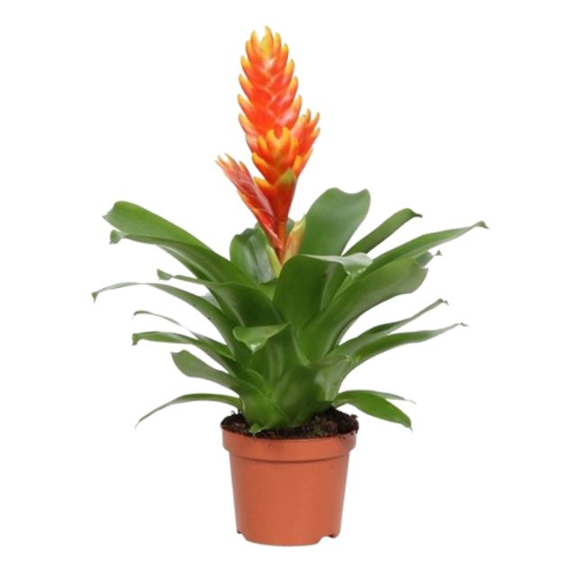 Vriesea Orange