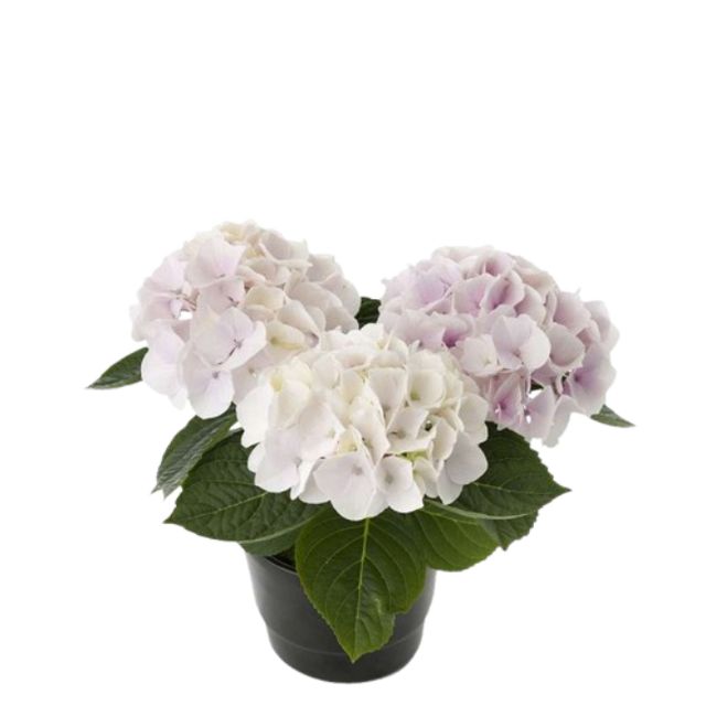 Hydrangea Macrophylla Lyserød