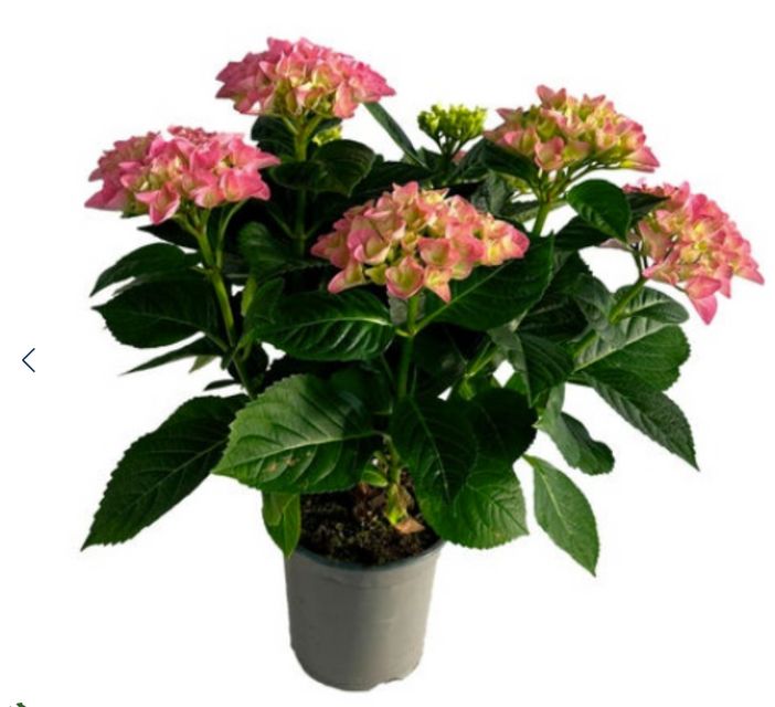 Hydrangea Macrophylla Lyserød