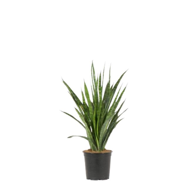 Sansevieria Kirkii Friends