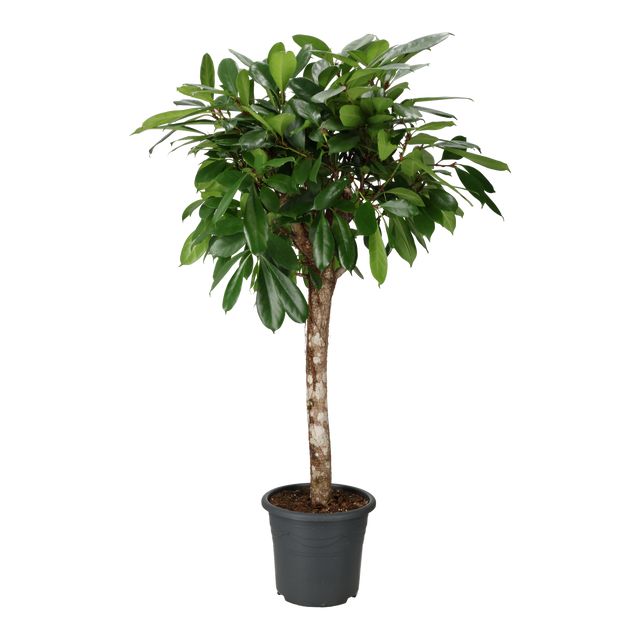 Ficus Cyathistipula Opst.