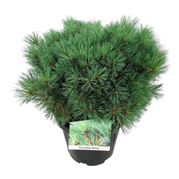 Pinus Strobus Minima Ø32 H60