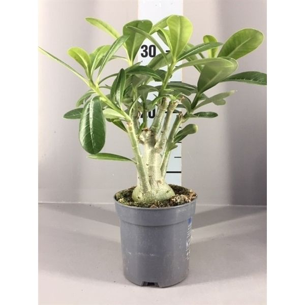 Adenium Obesum Ø12 H30 