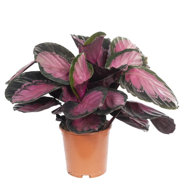 Calathea 'Roseopicta' Ø14 H35