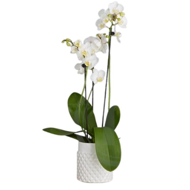 Phalaenopsis 2-Grenet 'Vandfaldsorkide' Ø12 H55