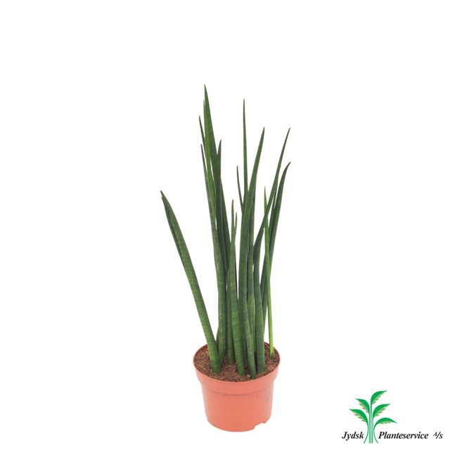 Sansevieria Bacularis Multistam