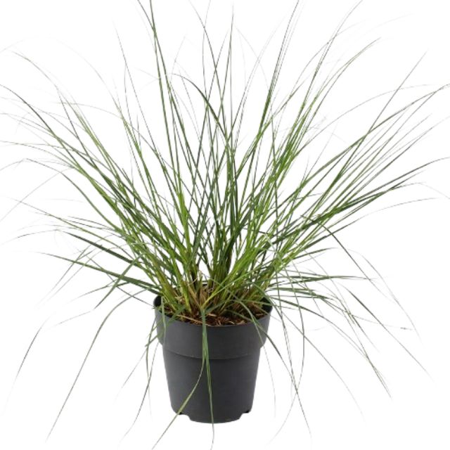 Cortaderia Selloana