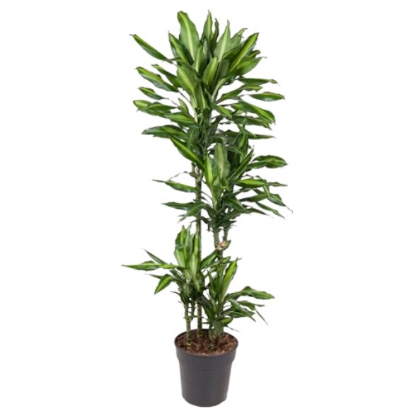 Dracaena Cintho 3 Pp