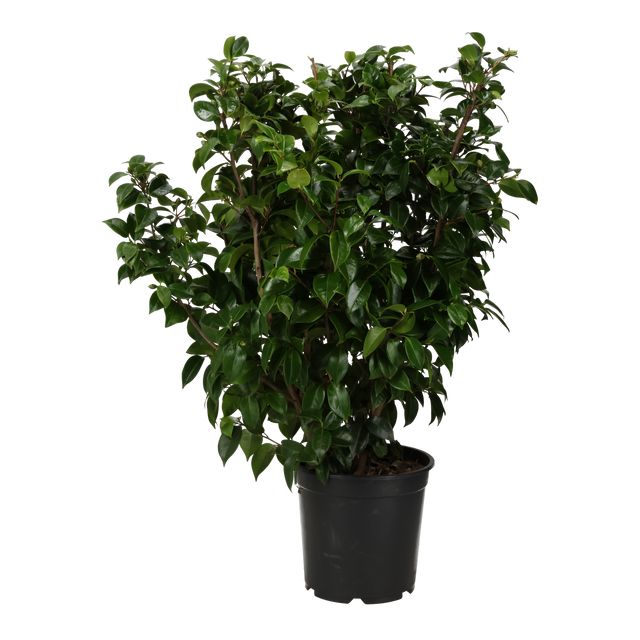 Camellia Ø27 H100
