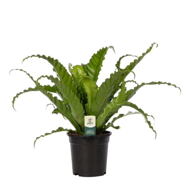 Asplenium Nidus Osaka