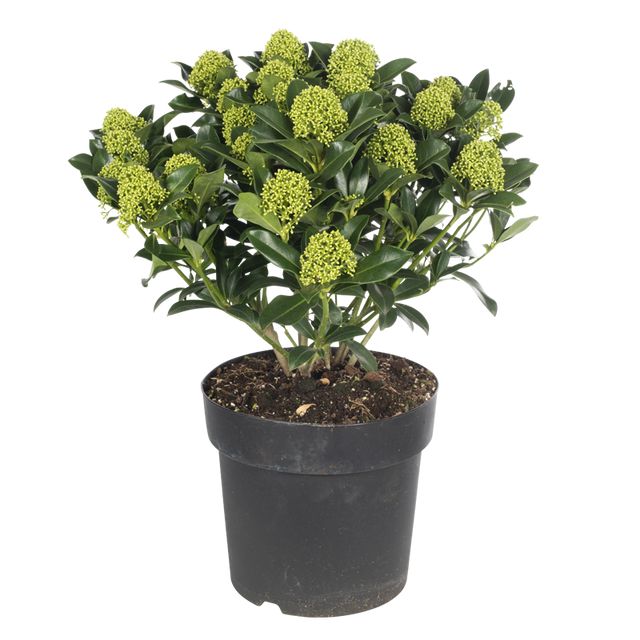 Skimmia Japonica Rubella Hvid