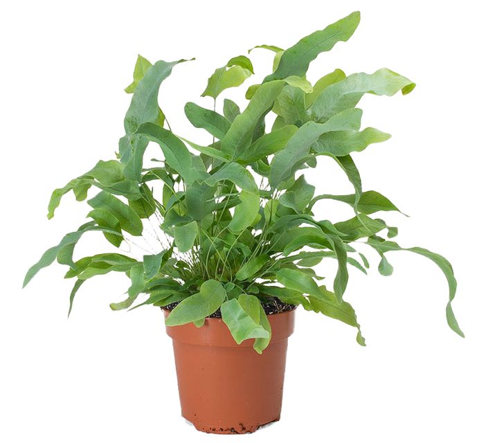 Phlebodium Aureum Blue Star
