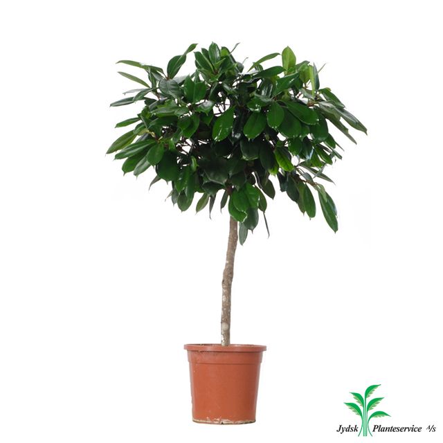 Ficus Cyathistipula Opst.