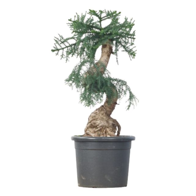 Araucaria Cunninghamii Ø40 H100/120  Bonzai